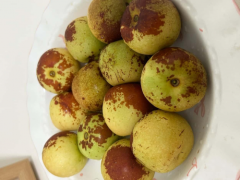 从枝头到舌尖的匠心守护 ——“一枣一世界”品质全程把控